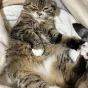 くどしんの画像