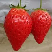 いちご※プロフィール必読のお願いの画像