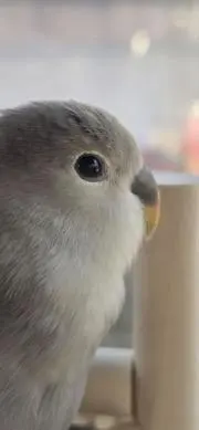 miyukiの画像