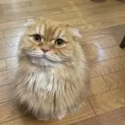 Mintプロフ必読の画像