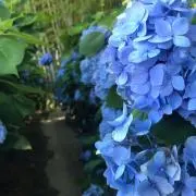 suisuiの画像