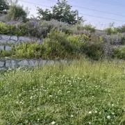 ビスケット