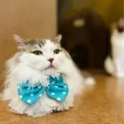 しあんの画像
