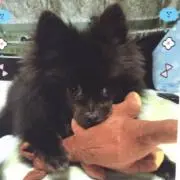 めんち