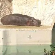 シロエ