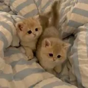 ねこぱんだの画像