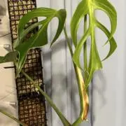 もつ鍋