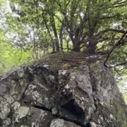 greenの画像