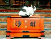 かもえだの画像