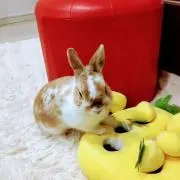 りえうさぎ