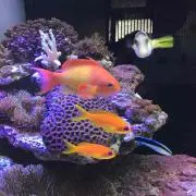ぺこ