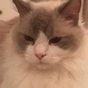 ピラノフの画像