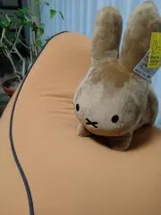 みかんの画像