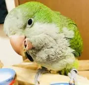 HRK