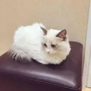 maaako