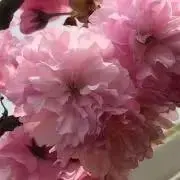さくら