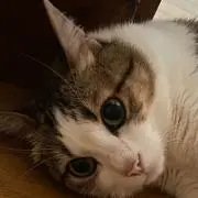 せんじゅの画像