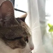 ノンペコ
