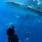 Nの画像
