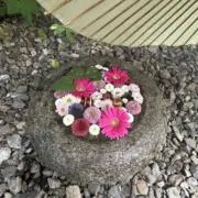 くるみ【8/5〜8/15まで発送不可】の画像