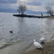 サチの画像