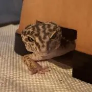凪reptile