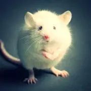 Mice