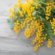 ちさ/最短即日発送可能の画像