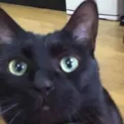 めーちゃん