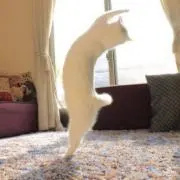 nkhrの画像