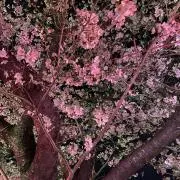 さしゃの画像