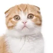 ちちの画像
