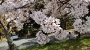 ここあの画像