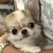 たんぽぽ