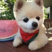 zuuの画像