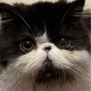 もみの画像