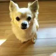 めじろじ