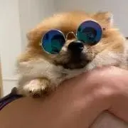 ぽんずの画像