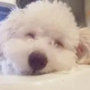 あん