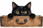 黒猫のひきだしの画像