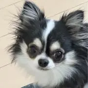 ゆぴこの画像