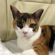 ねこまん