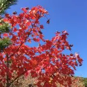 FFの画像