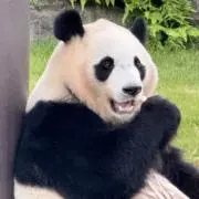 おりんごの画像