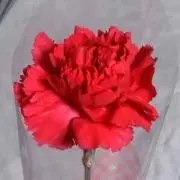 ひろみ