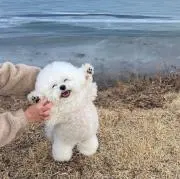 甘い