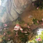 みそ