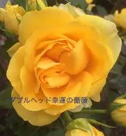 じゃとみの画像