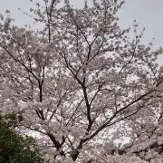 さなの画像