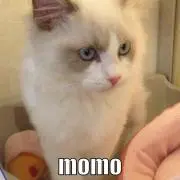 MOMORIN☆の画像